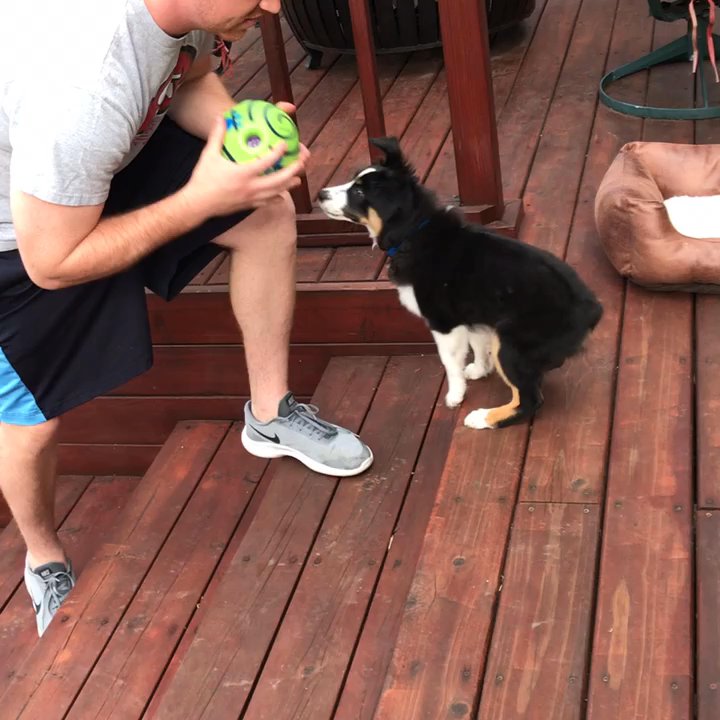 Pawsitive Interaction Dog Obedience - Dexter exerting all that energy over one suggested toy!! He loves it! - Pet Training Near Me - Pleasanton, California