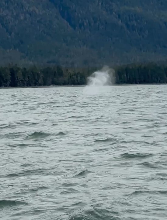 Jayleen’s Alaska - Whale Watching Tours Near Me