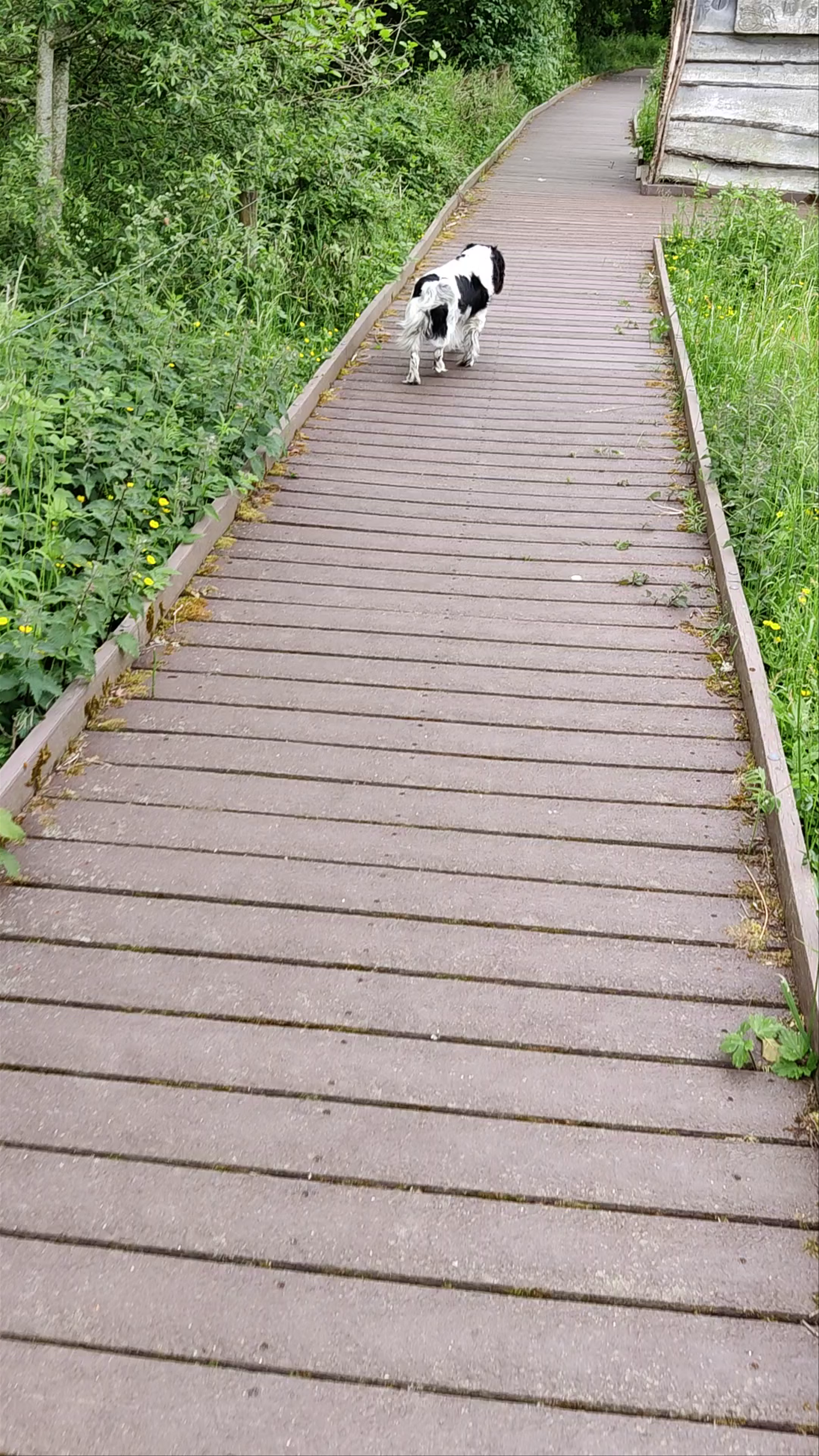 Serene Nature Walk at Dubwath Silver Meadows Nature Reserve, Cockermouth