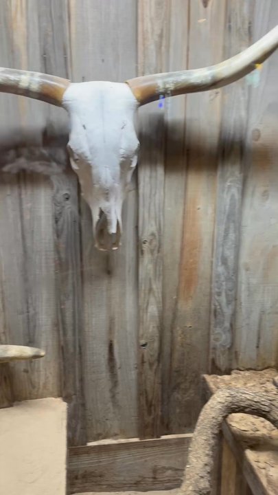 Dixie Chicken - Rattle snake - American Near Me - College Station, Texas