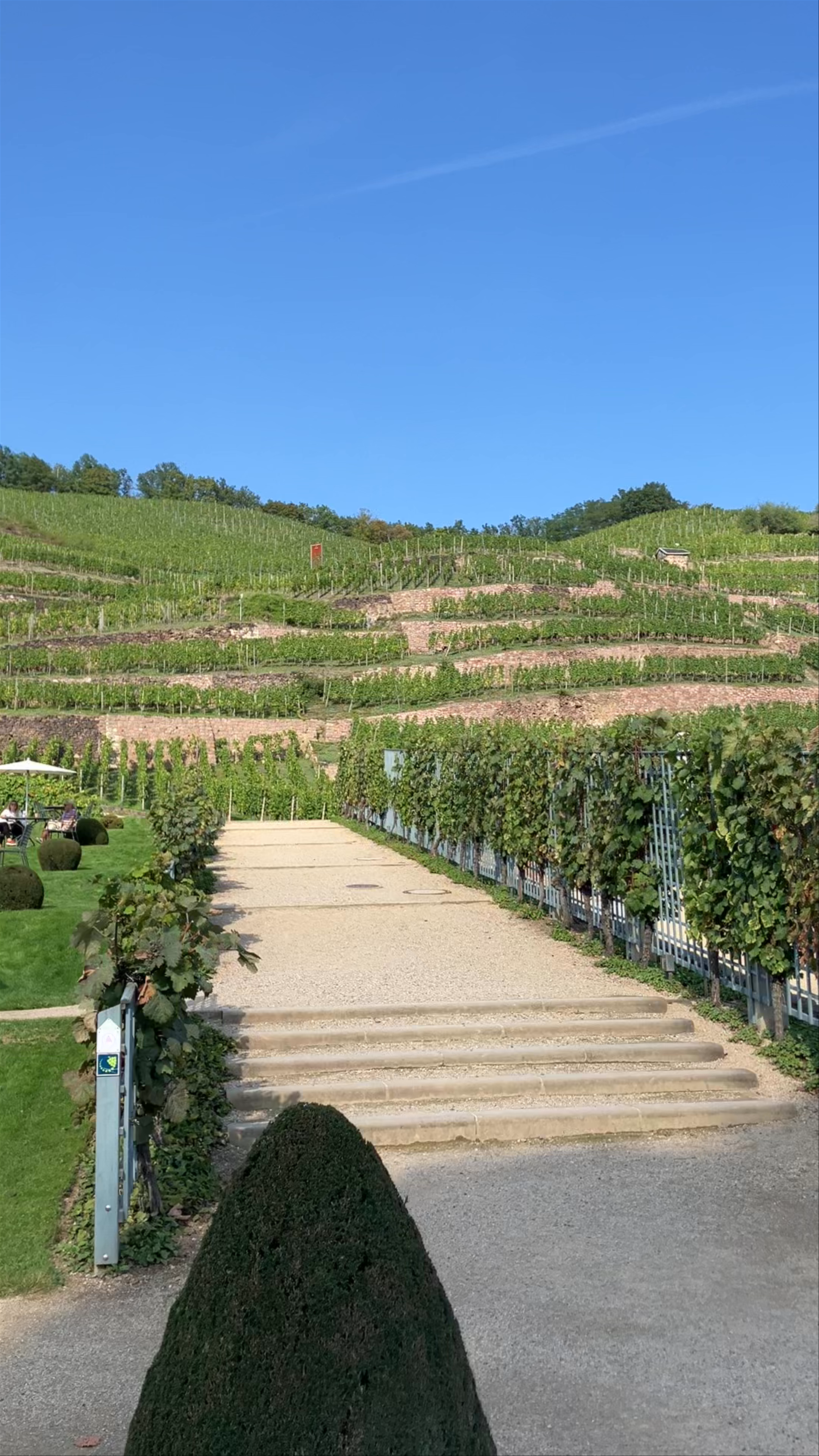 Schloss Wackerbarth: Wine, Gardens & Sunlit Vines in Radebeul