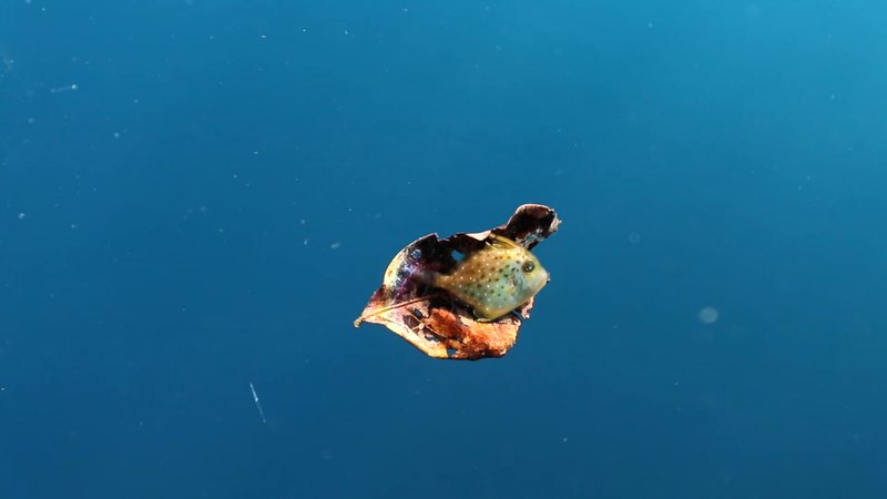  Juvenile Yellow Boxfish poster