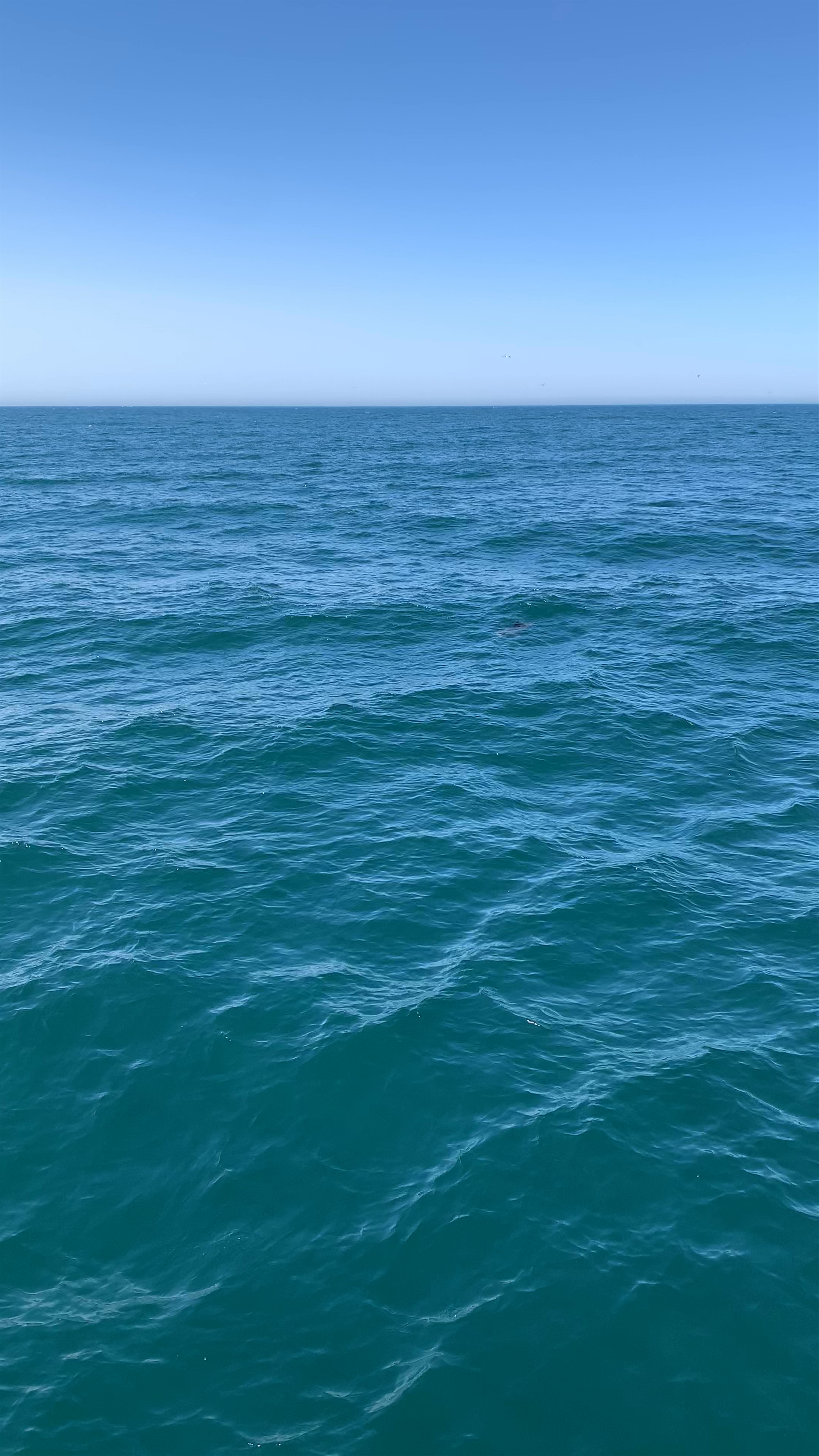 Ocean Serenity and Dolphin Sightings off Benalmádena Coast