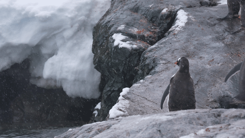 Gentoo Penguins animated gif