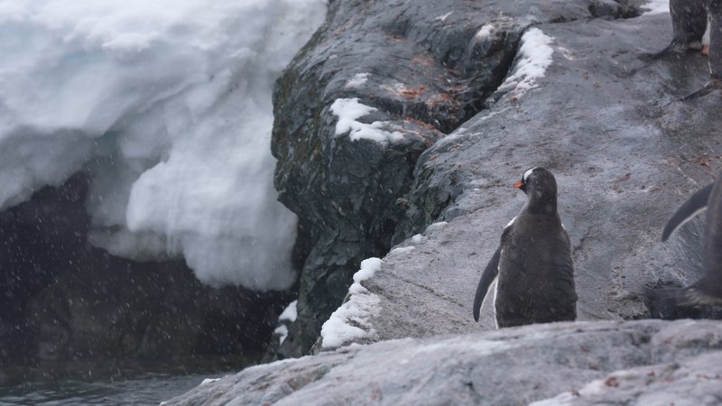 Gentoo Penguins poster