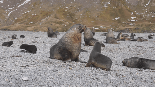 Antarctic fur seals animated gif