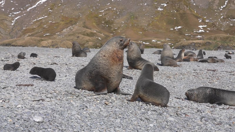 Antarctic fur seals poster