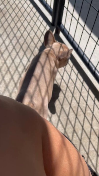 Tully's Kennels - These puppies were very well-behaved and very cute! - Pet Stores Near Me - Omaha, Nebraska