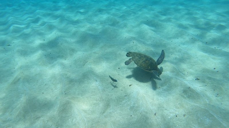 Green Sea Turtle poster