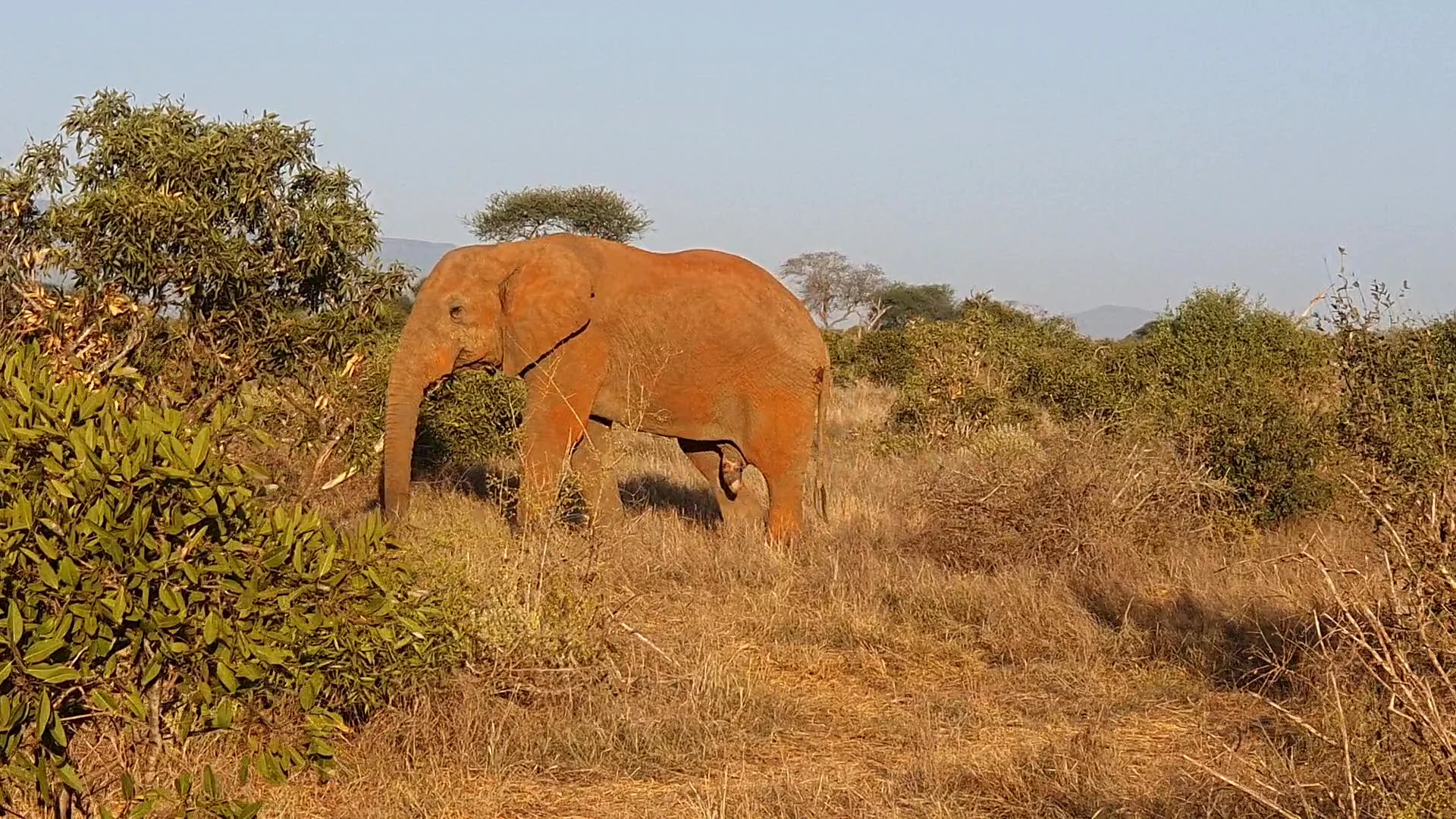 Video 19 · Benjamin · Kenya: in the heart of Africa, between safaris, dreamy beaches, and local villages