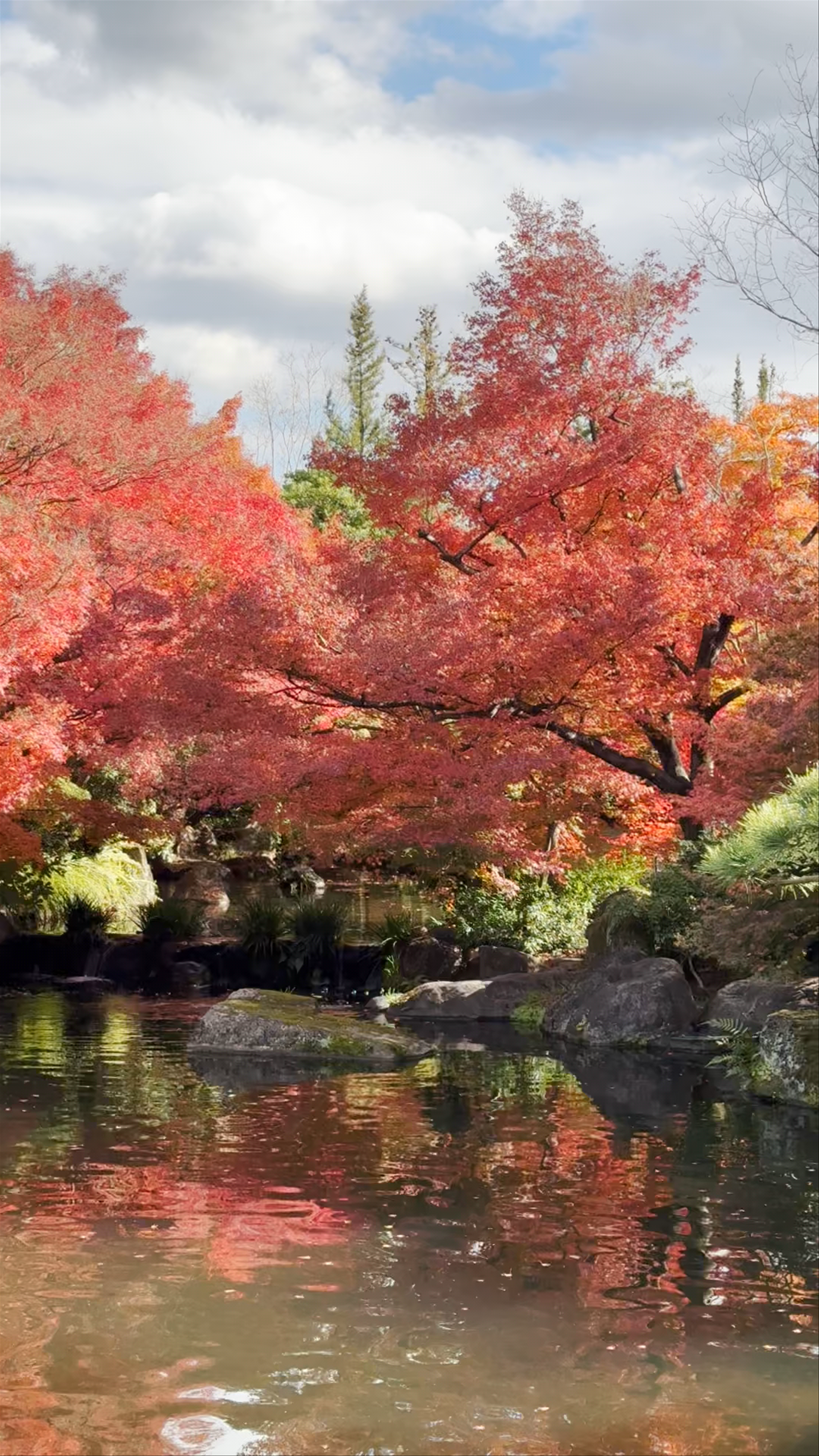 Autumn Splendor at Himeji Park, Hyogo, Japan