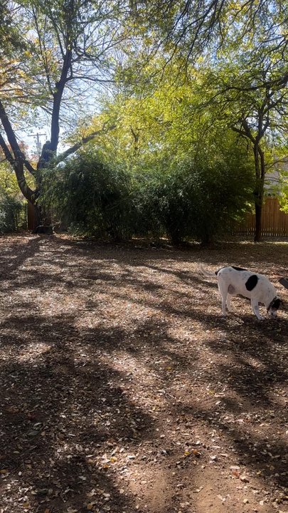 Central Dog Park - Panorama of the dog park - Dog Parks Near Me - Dallas, Texas