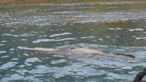 Saint Georgia Seals animated gif