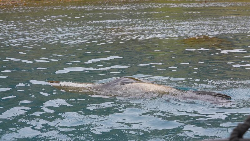 Saint Georgia Seals poster