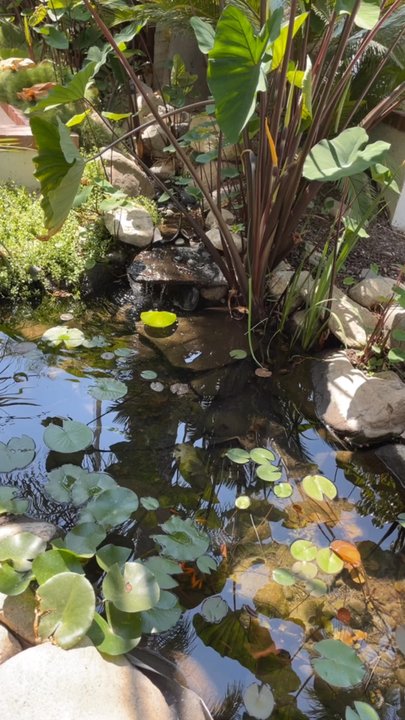 Ivy Kitchen - Outdoors - New American Near Me - Corona, California