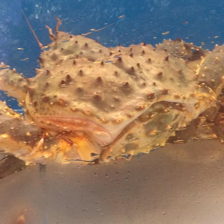 Dynastie - Live king crab from Norway - Seafood Near Me - Montreal, Quebec