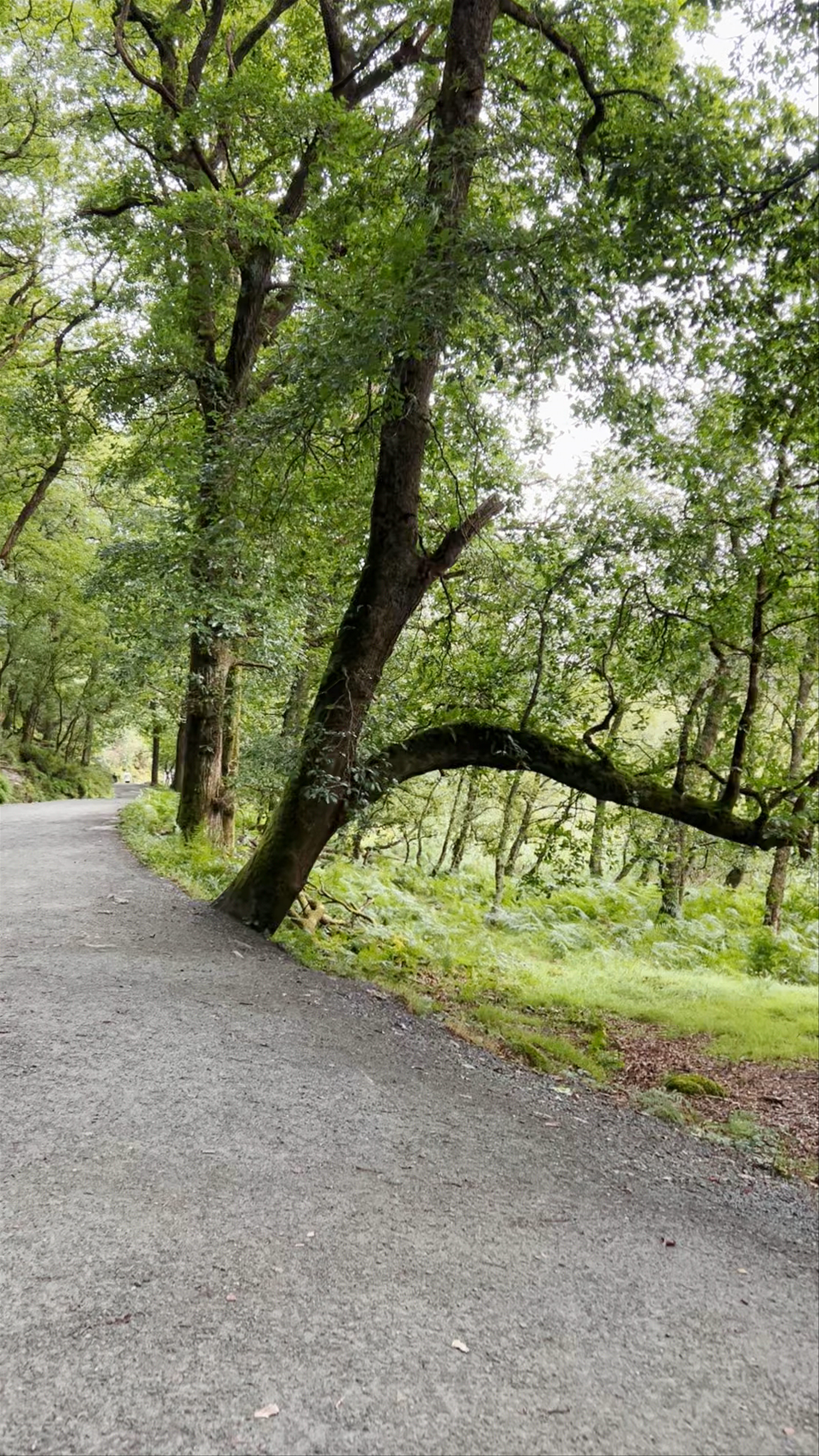 Wicklow Mountains