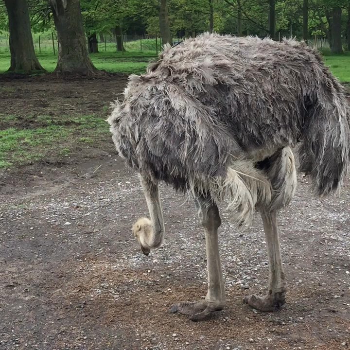 Knowsley Safari Park - Ostrich be eatin - Zoos Near Me - Merseyside, XMS