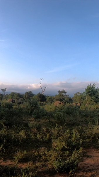 Photo of A Calf's Trumpet