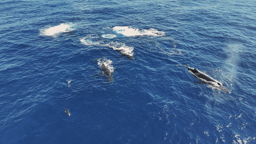 Humpback Whales Aerial animated gif