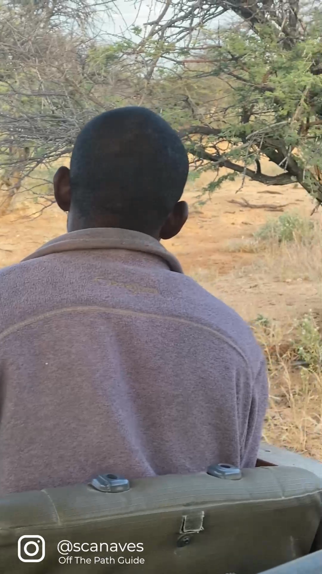 okonjima_leopard.mp4