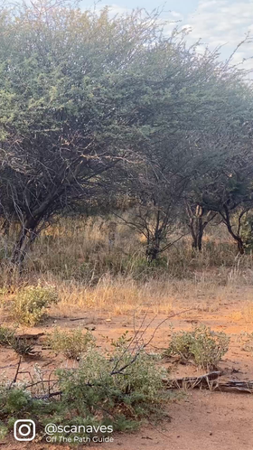 okonjima_leopard.mp4