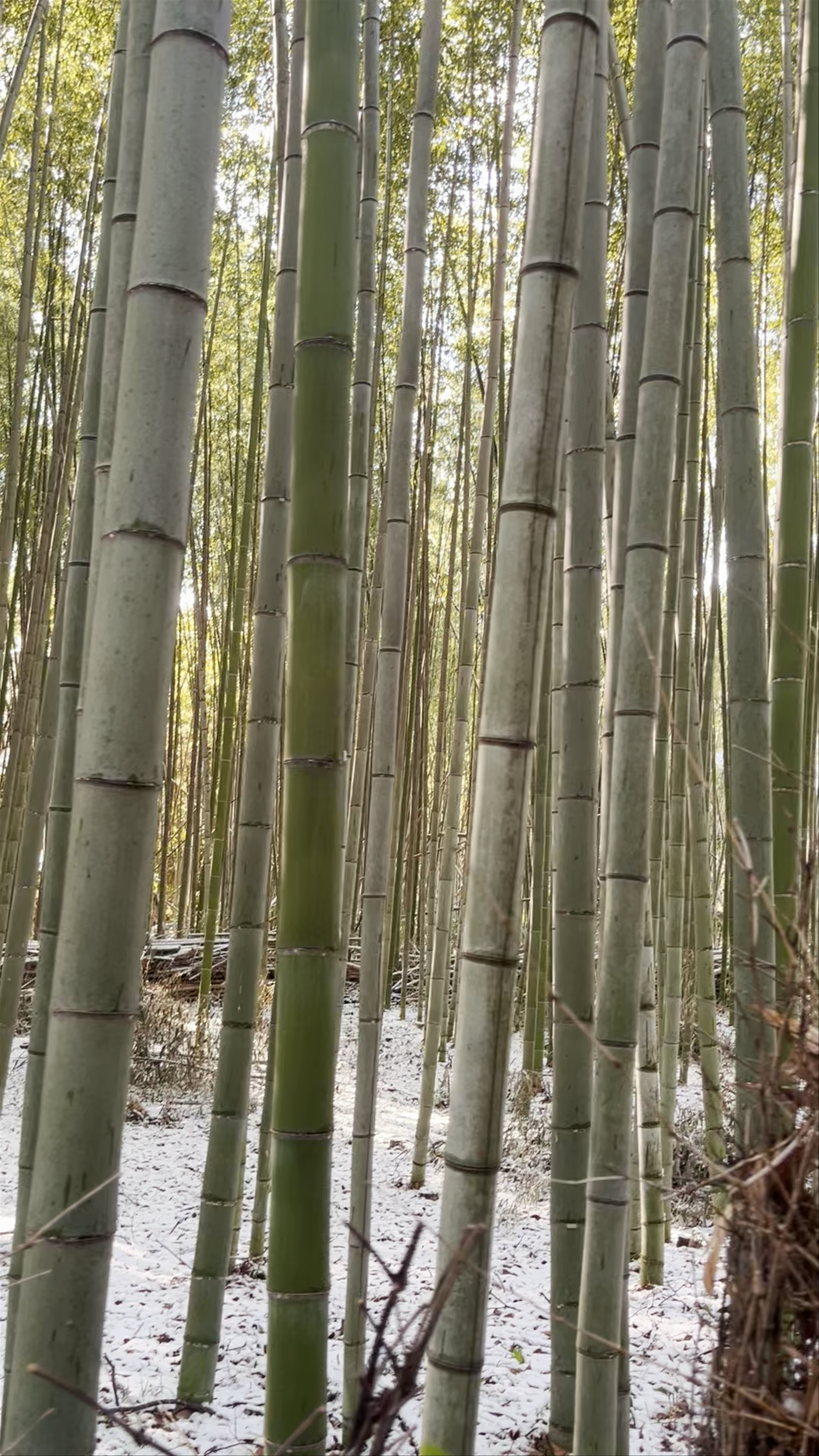 Arashiyama Bamboo Forest