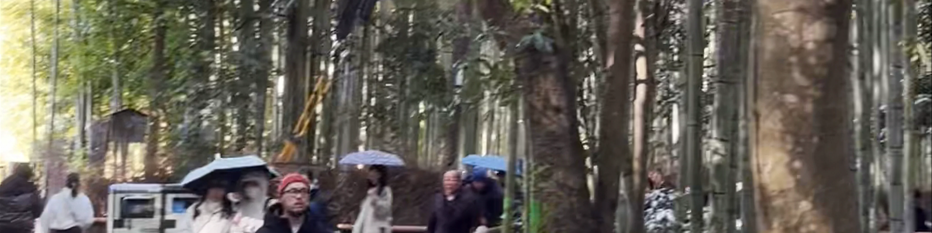 Arashiyama Bamboo Forest