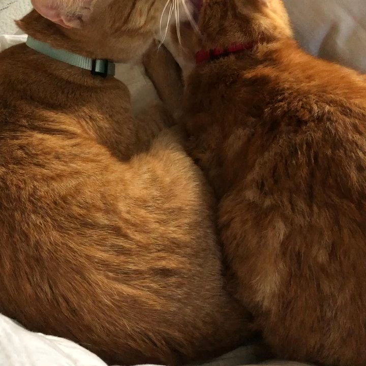 City Kitty Sitter - looking for cat sitter or short term boarding - Pet Sitting Near Me - Denver, Colorado