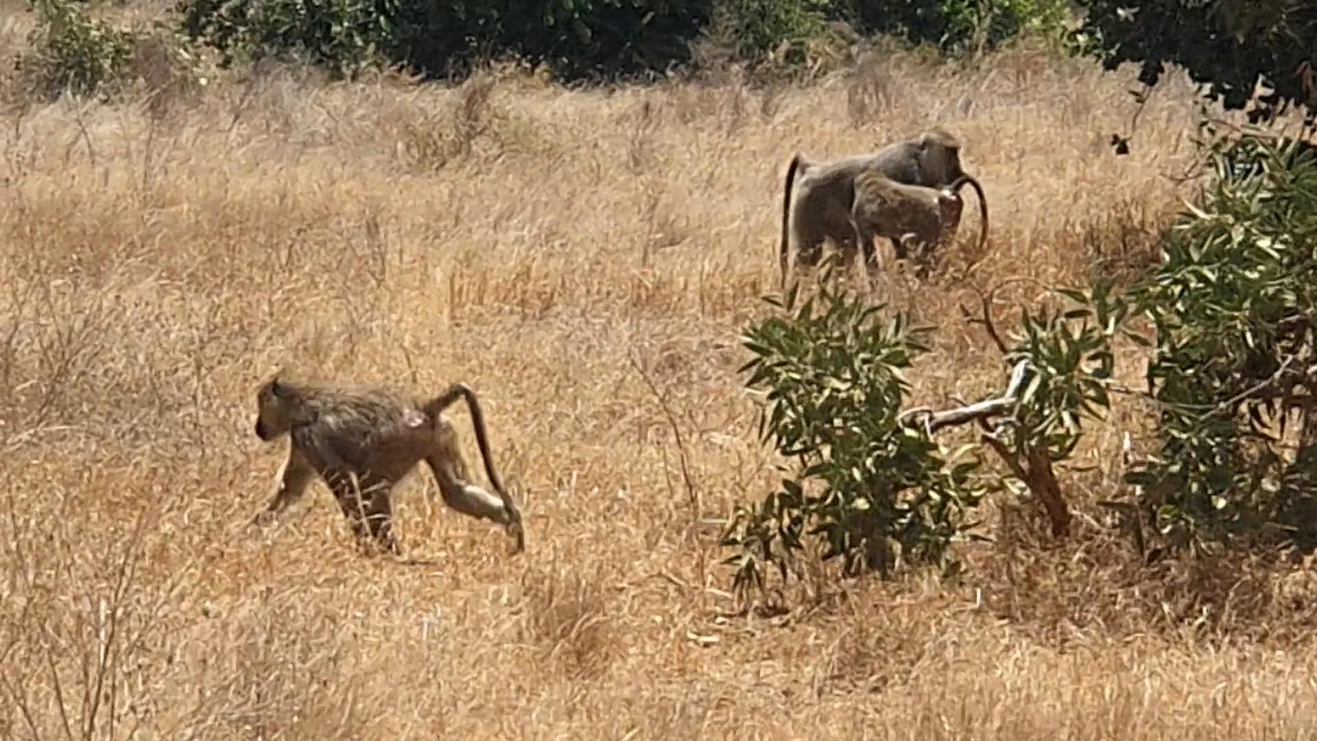 Video 5 · Benjamin · Kenya: in the heart of Africa, between safaris, dreamy beaches, and local villages