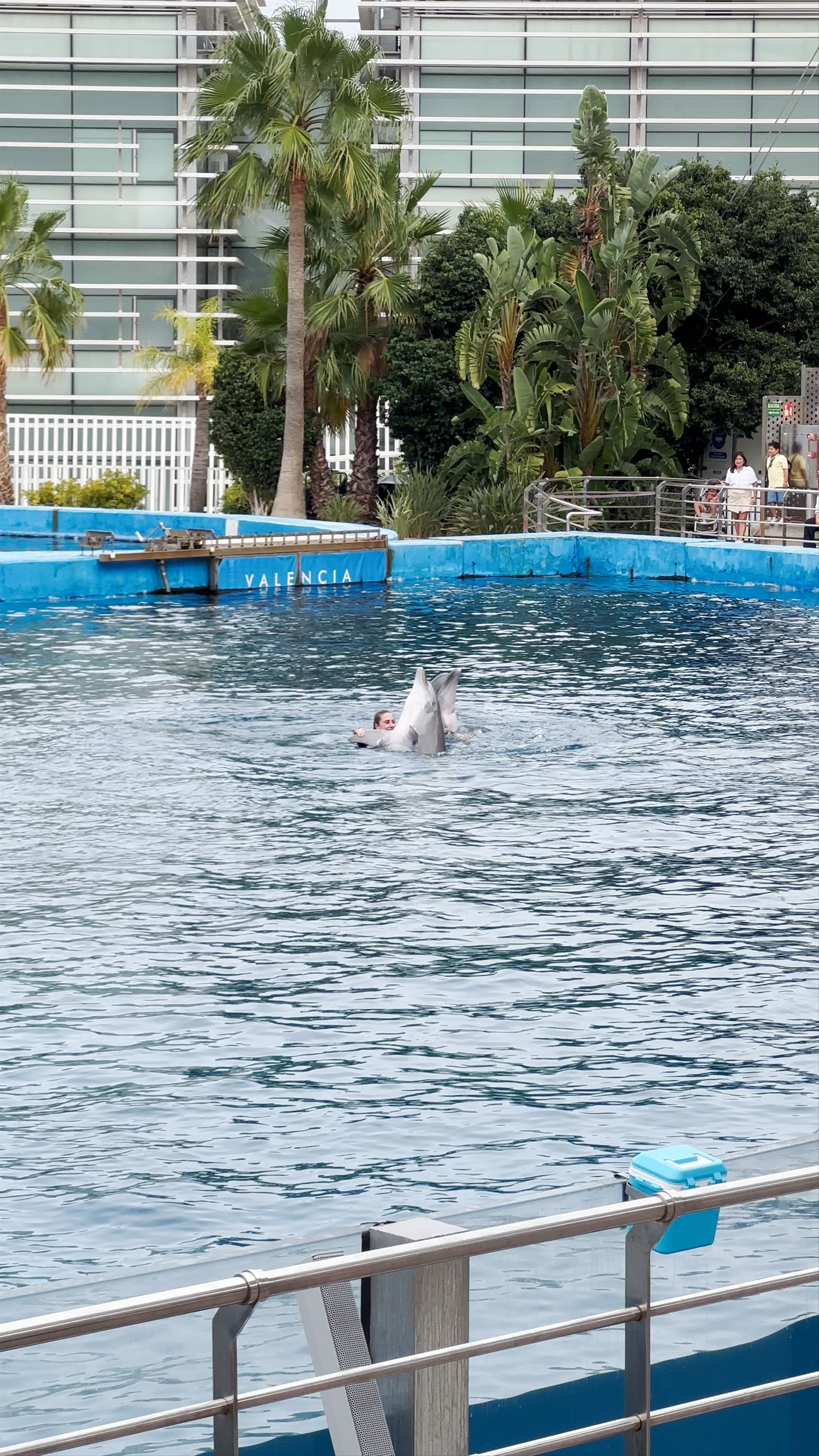 Dolphin Show at Oceanogràfic Valencia: Magic and Marine Marvels