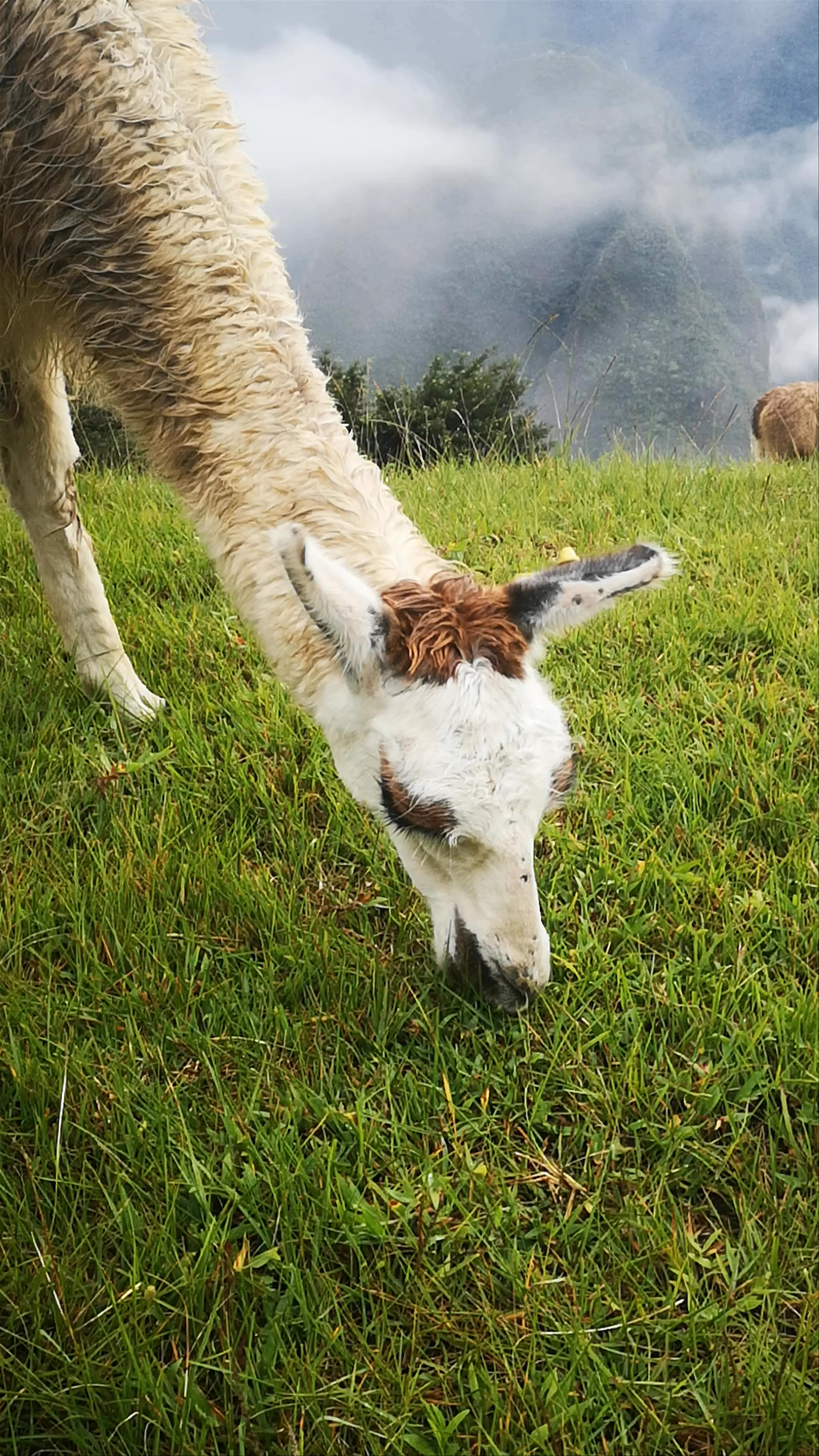 Machu Picchu, Peru
