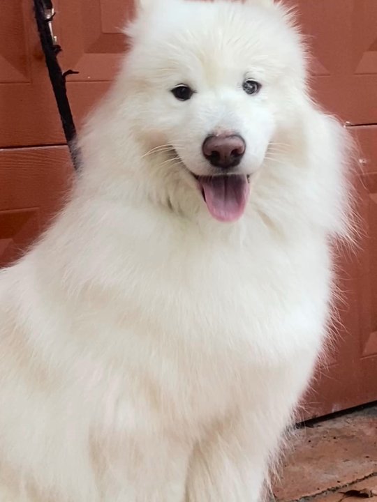 Professional Dog Mobile Grooming - Pet Groomers Near Me