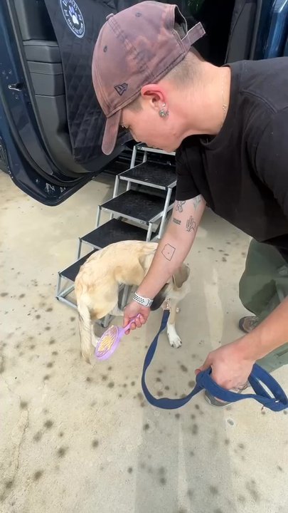 Karma Dog Training - Mac teaching Bear how to get in and out of our truck with confidence. - Pet Training Near Me - Austin, Texas