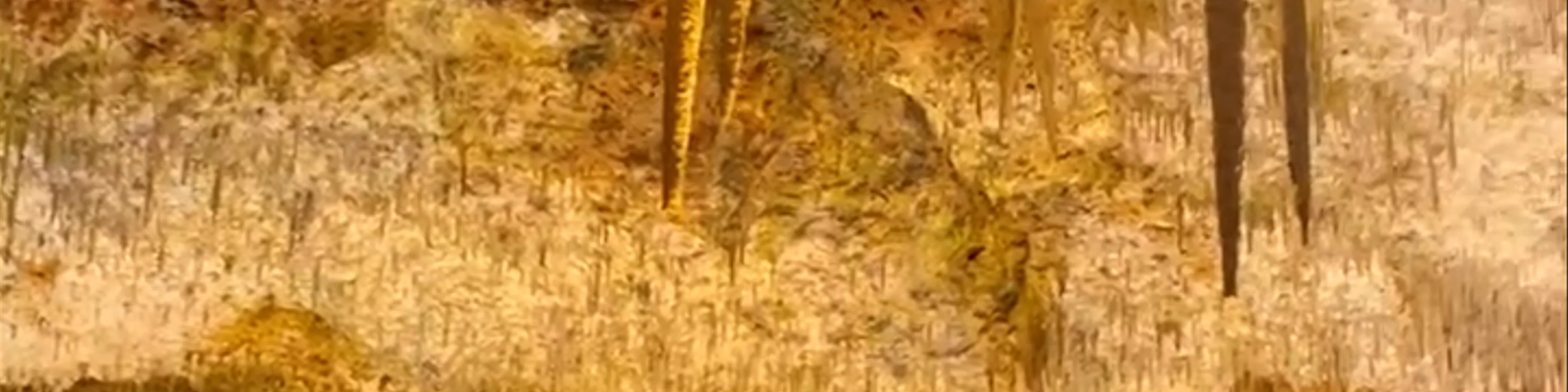 Hams' Caves