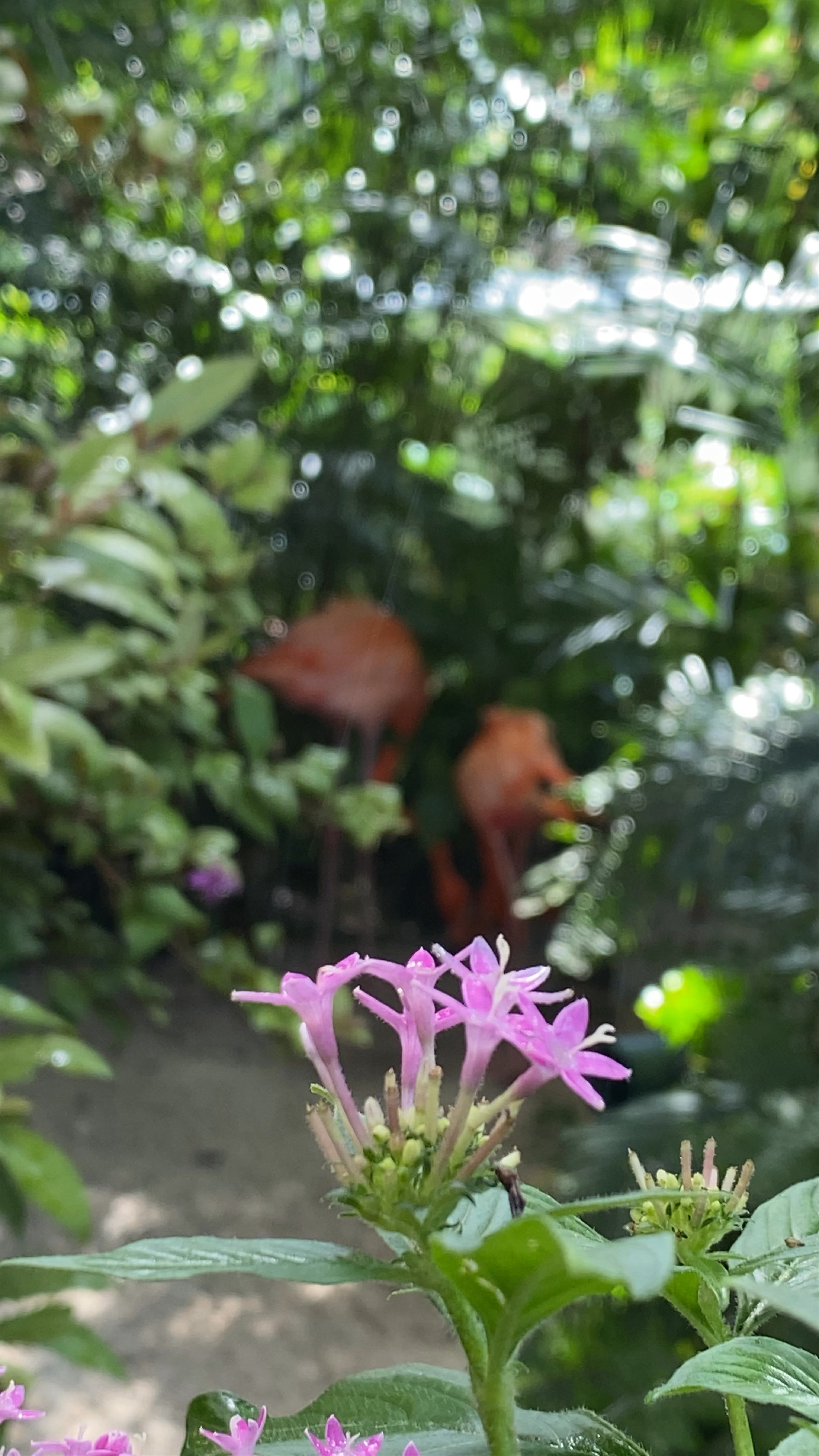The Key West Butterfly and Nature Conservatory