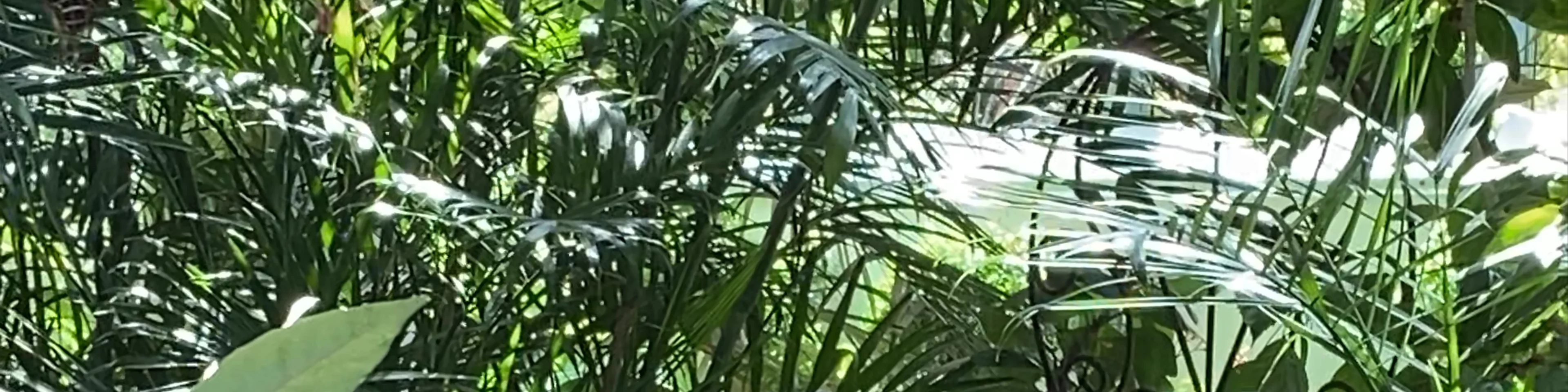 The Key West Butterfly and Nature Conservatory