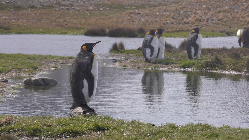 King Penguins in South Georgia poster