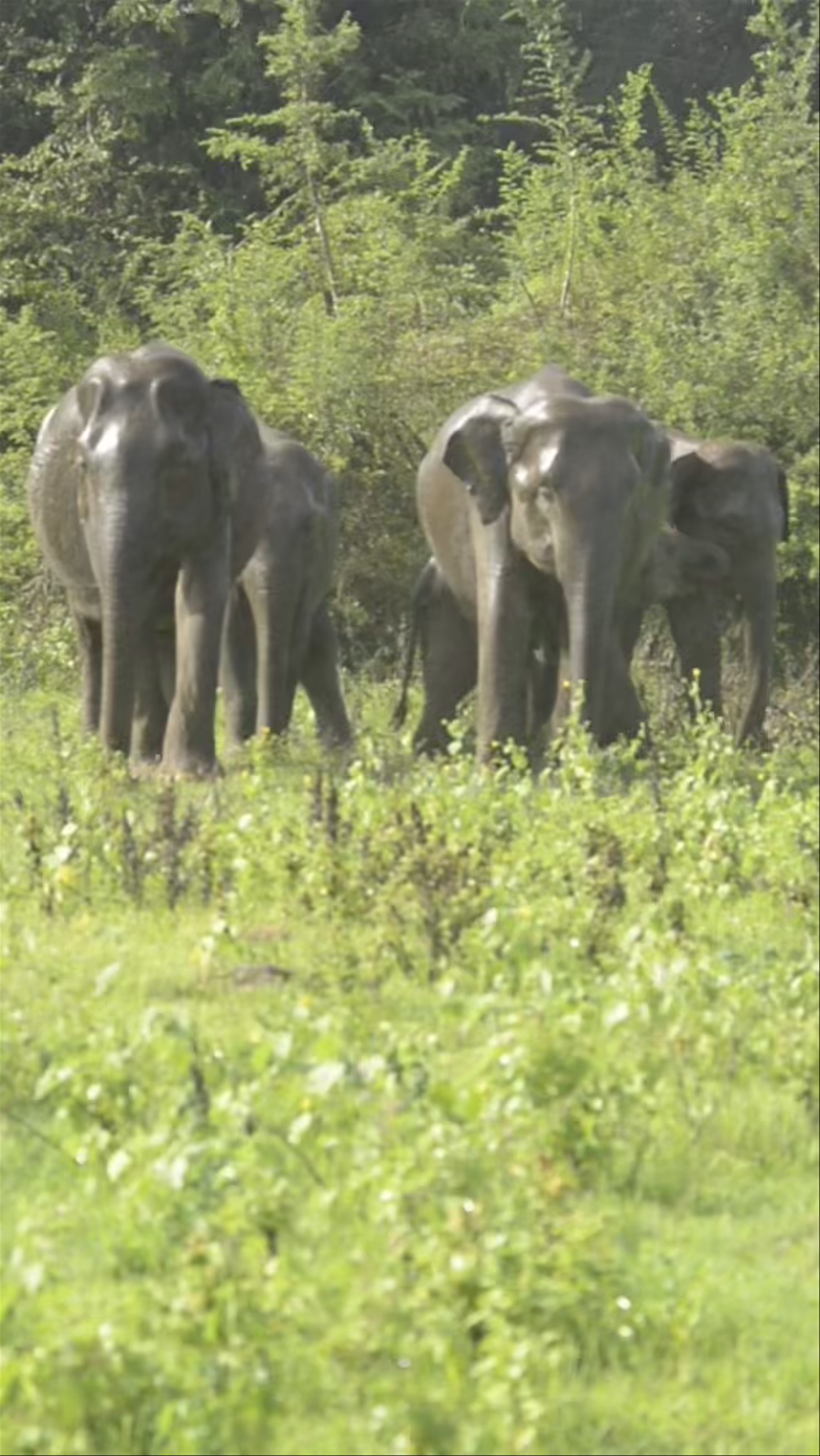 Minneriya National Park