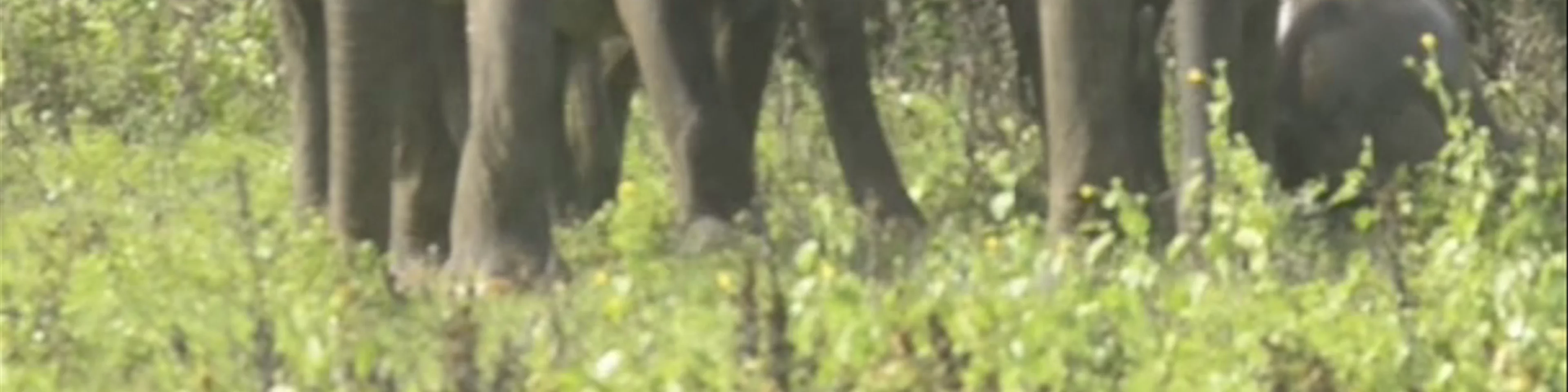 Minneriya National Park