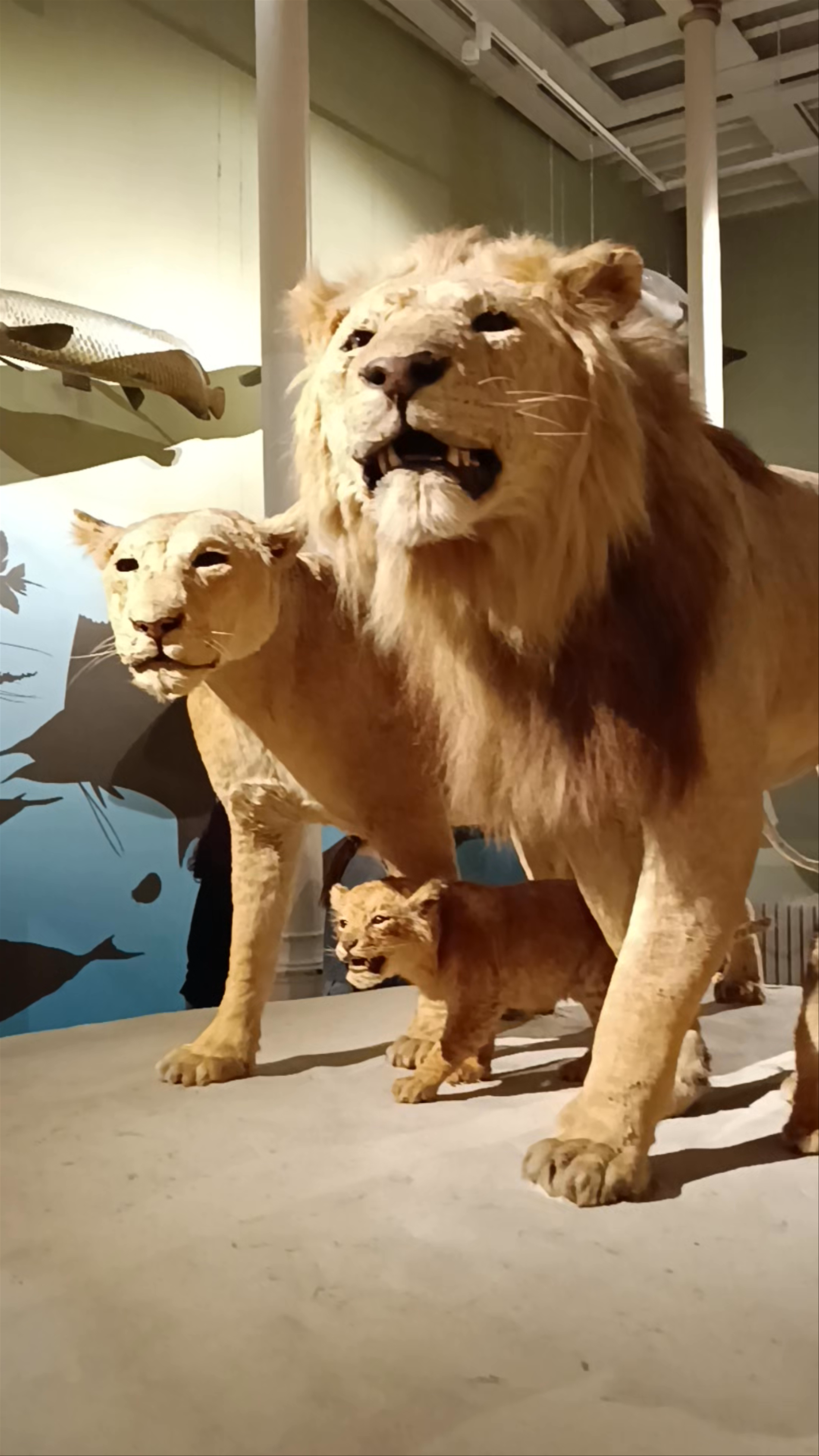 Museum of Scotland