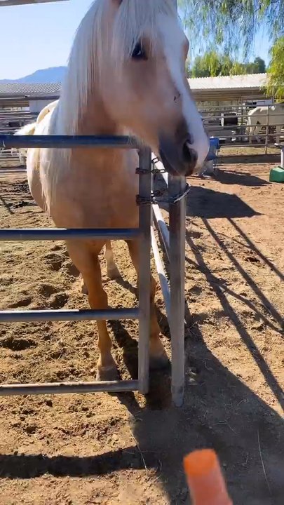 Green Acres Ranch - Horseback Riding Near Me - Temecula, California