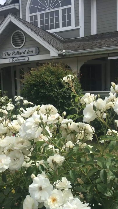Ballard Inn - The beautiful roses in the front of the property - Hotels Near Me - Ballard, California