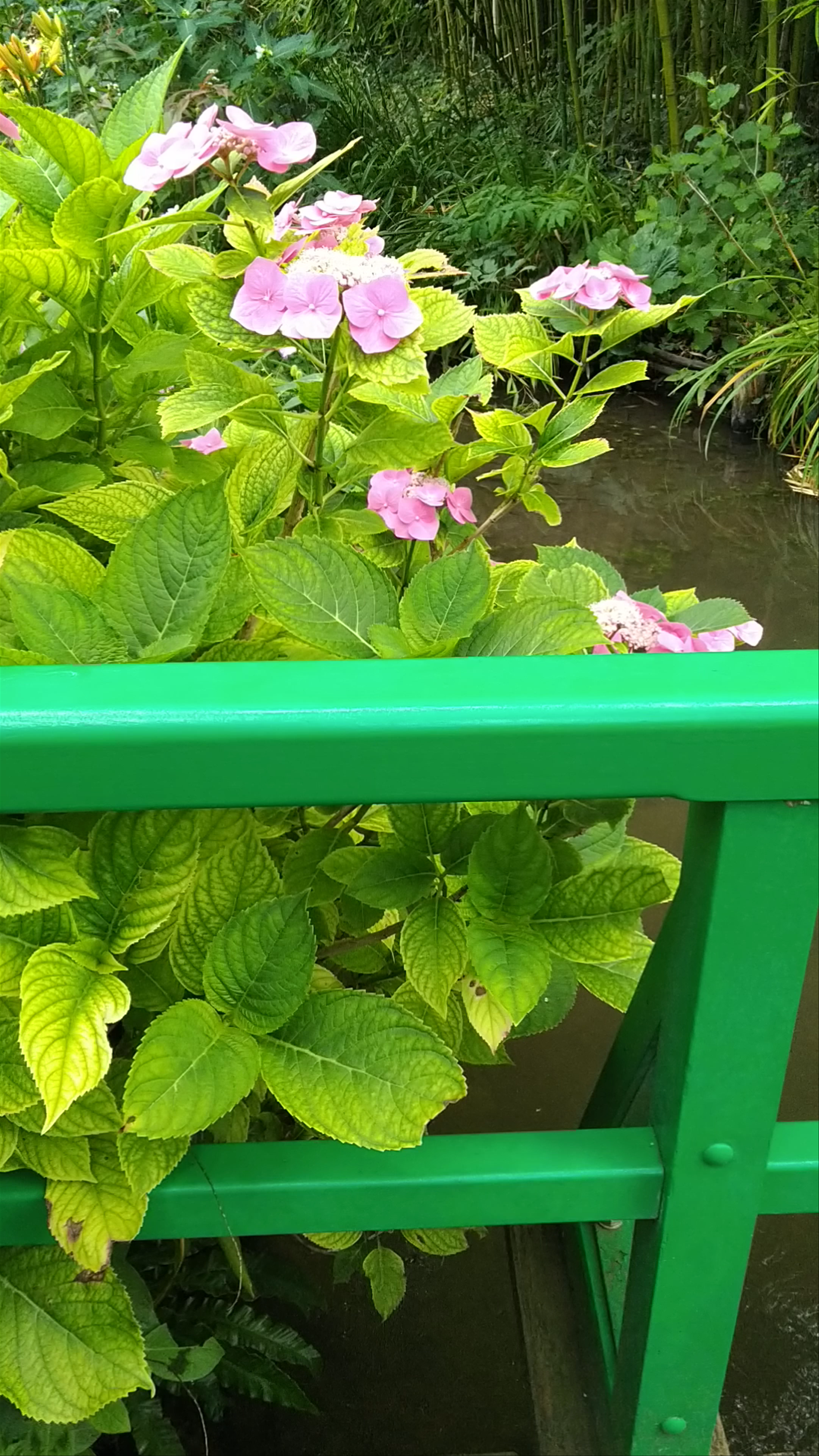 Monet's water lilies garden