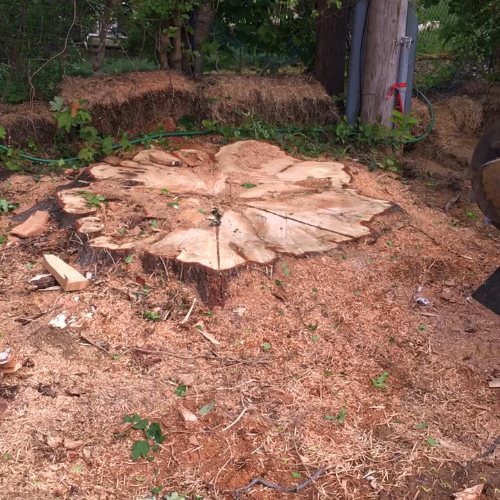 DM Landscaping Design - Stump grinding. - Gardeners Near Me