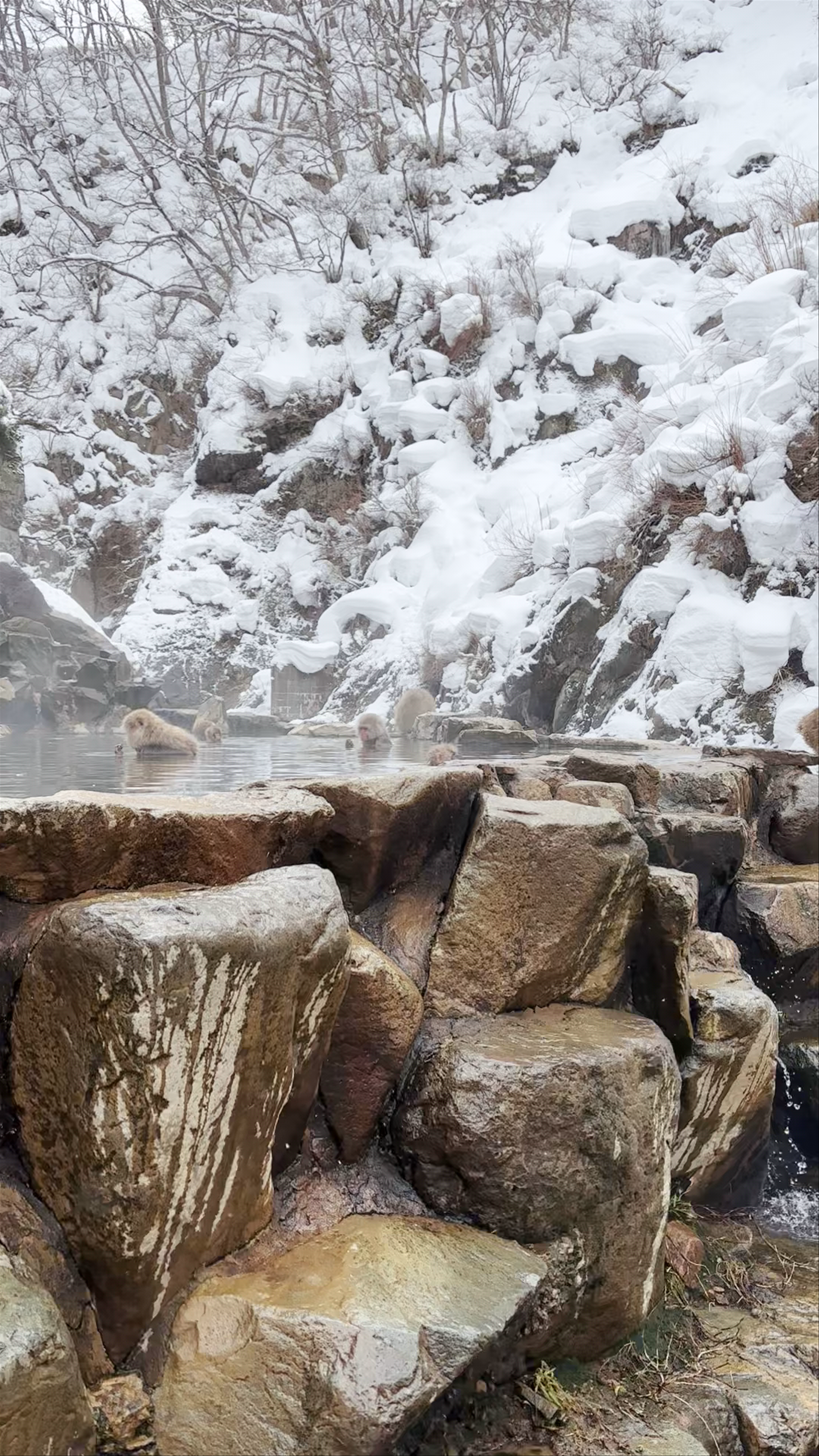 Snow Monkey Park(Jigokudani Yaen Koen)