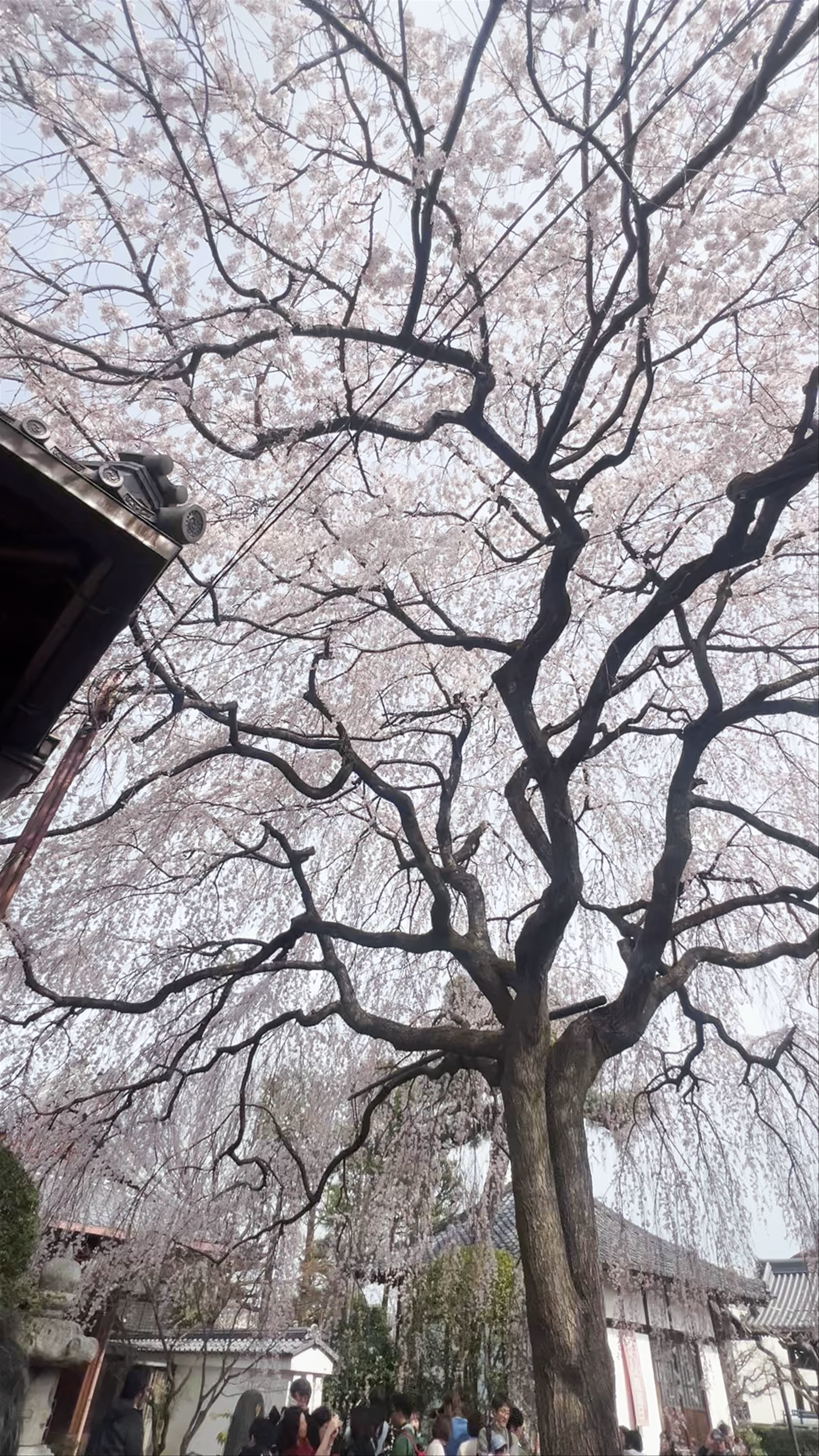 Hanmanji Temple Cherry Blossoms: Springtime Serenity in Kyoto
