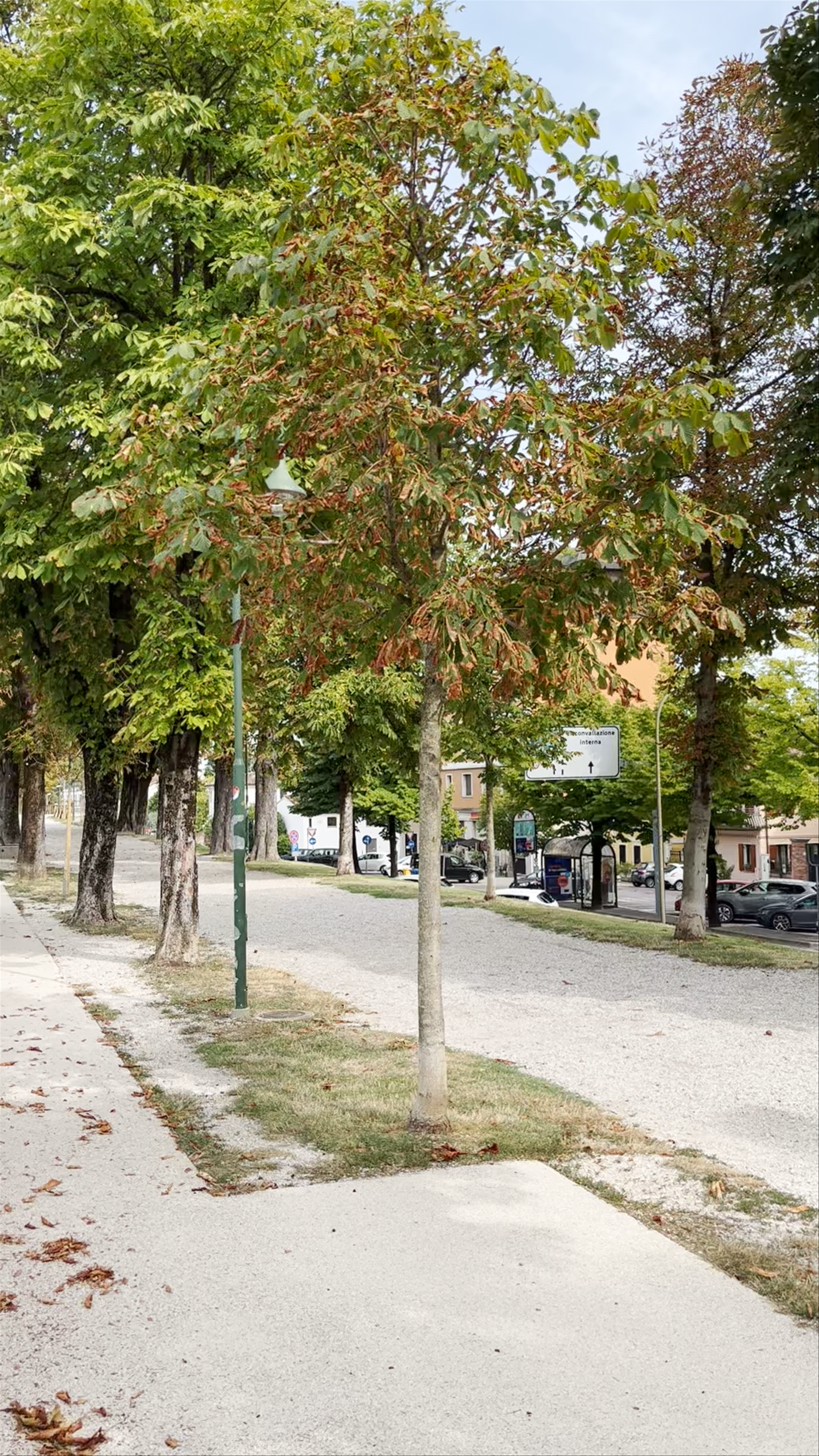 Strolling Along Viale fra' Giocondo and the Historic Defensive Wall in Treviso