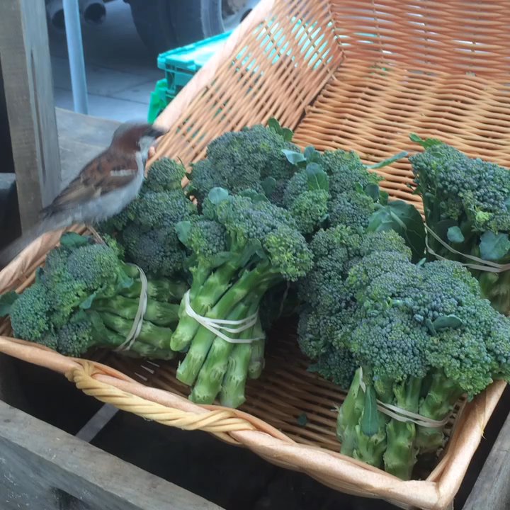 Union Square - This bird actually likes hanging around the organic broccoli - smart bird! Healthy away from harmful pesticides - Parks Near Me - New York, New York