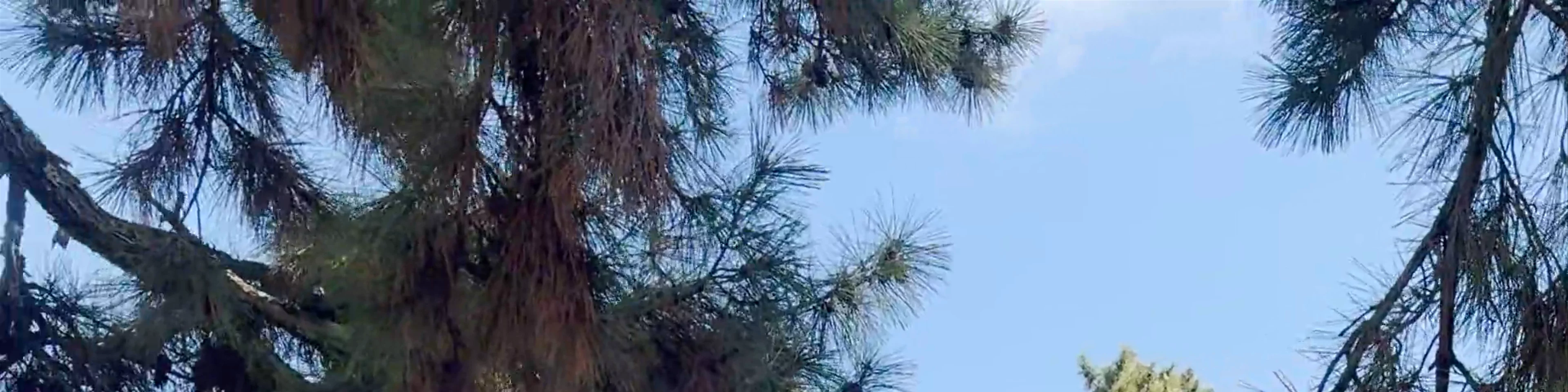 Todaiji Kagami-ike Pond